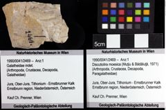 Foto (Objket + Etiketten) von Discutiolira moesica (Muţiu & Bădăluţă, 1971) 